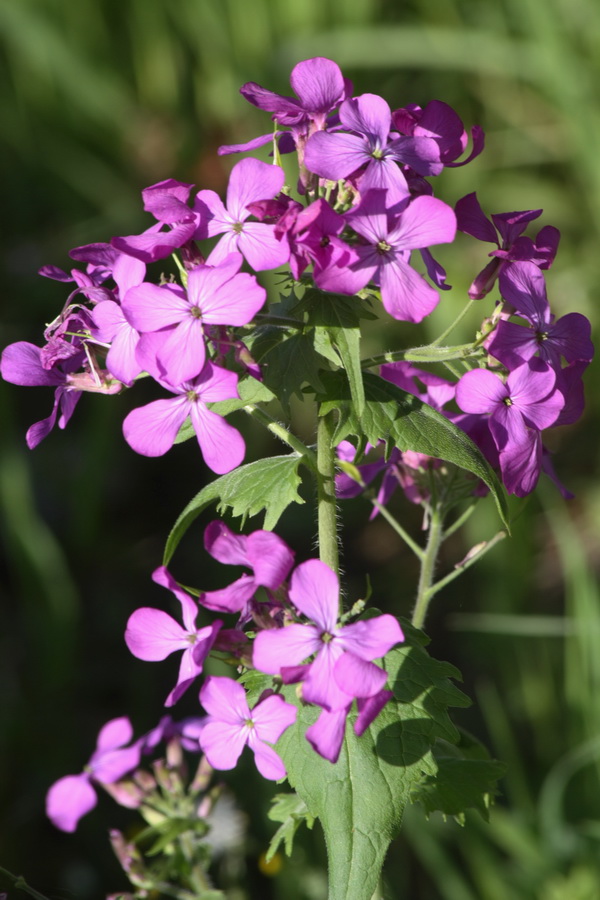 Lunaria annua